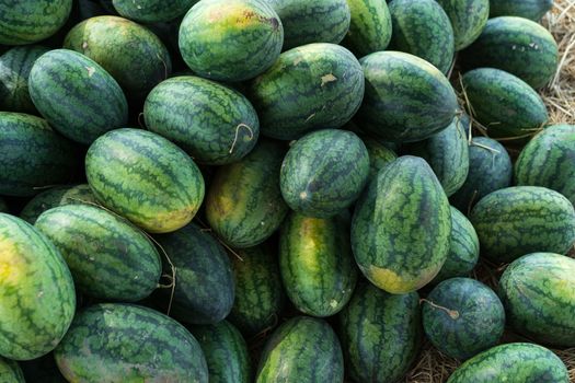 Many big sweet green watermelons and one cut watermelon