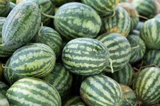 Many large green sweet melons