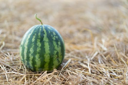 watermelon on rice straw in Thailand
