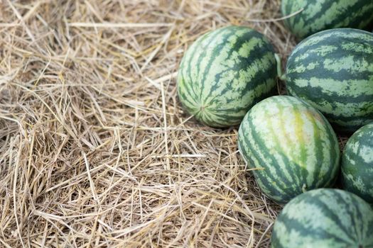 Watermelon on rice straw in Thailand