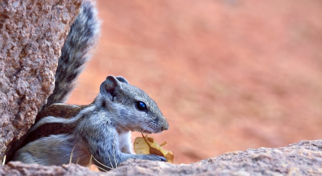 The Indian palm squirrel or three-striped palm squirrel is a species of rodent in the family Sciuridae found naturally in India and Sri Lanka.