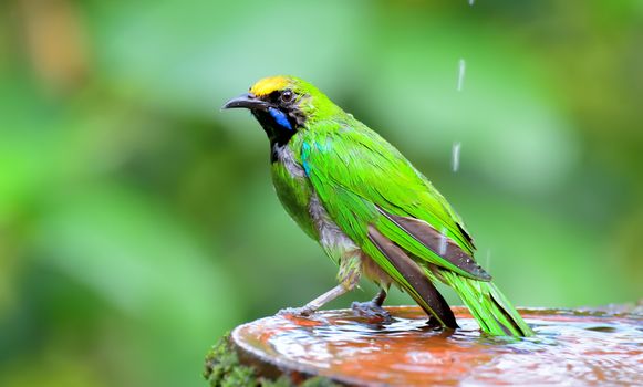 The golden-fronted leafbird is a species of leafbird. It is found from the Indian subcontinent and south-western China, to south-east Asia and Sumatra.