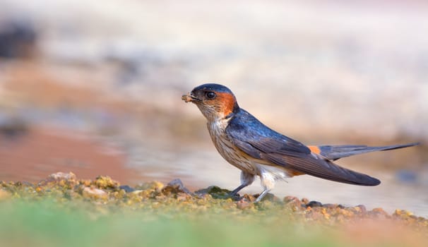 The red-rumped swallow is a small passerine bird in the swallow family. It breeds in open hilly country of temperate southern Europe and Asia.