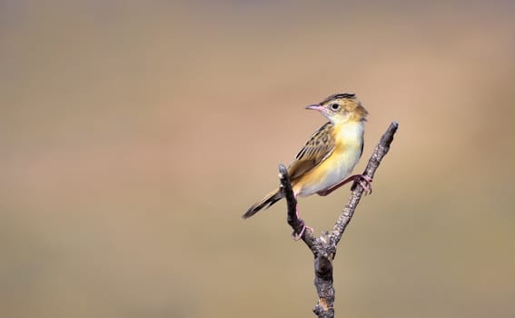 The zitting cisticola or streaked fantail warbler, is a widely distributed Old World warbler.