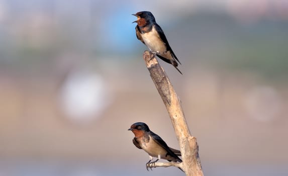 The barn swallow is a small passerine bird in the swallow family. It breeds in open hilly country of temperate southern Europe and Asia.