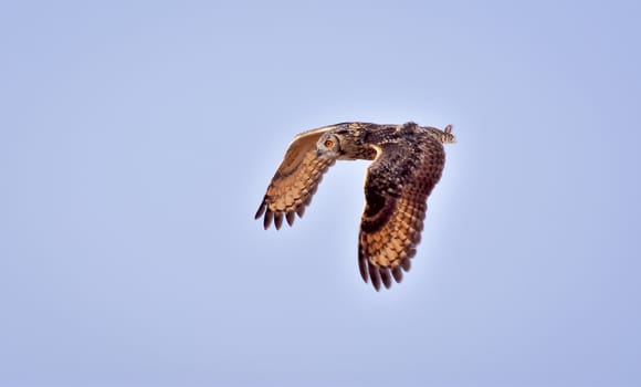 The Indian eagle-owl, also called the rock eagle-owl or Bengal eagle-owl, is a large horned owl species native to hilly and rocky scrub forests in the Indian Subcontinent.