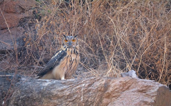 The Indian eagle-owl, also called the rock eagle-owl or Bengal eagle-owl, is a large horned owl species native to hilly and rocky scrub forests in the Indian Subcontinent.