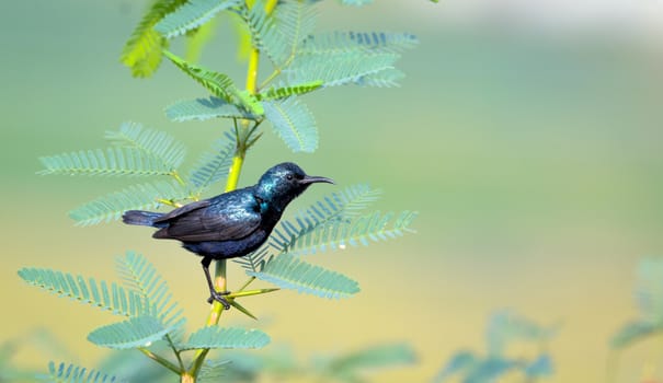 The purple sunbird is a small bird in the sunbird family found mainly in South and Southeast Asia but extending west into parts of the Arabian peninsula.