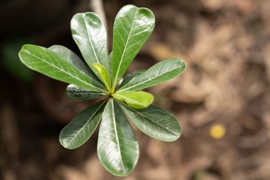 The top of the azalea leaf