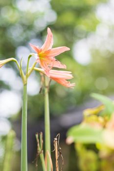 Four directions flower