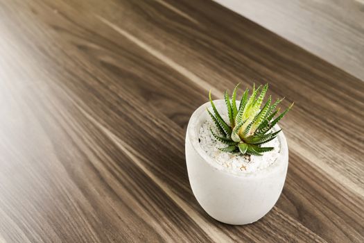 Succulent species on the wood floor