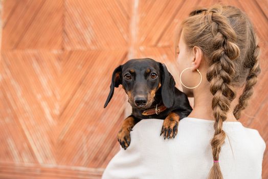 Pet care concept. Young woman with plaited hair holding her pet dachshund in her arms outdoors