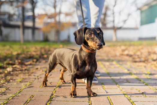 Dachshund dog outdoors in the park walking with her owner