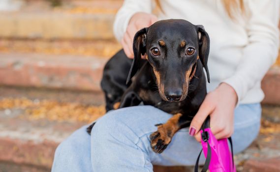 Pet care concept. Young woman hugging her dachshund dog outdoors