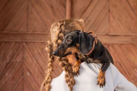 Pet care concept. Young woman with plaited hair holding her pet dachshund in her arms outdoors