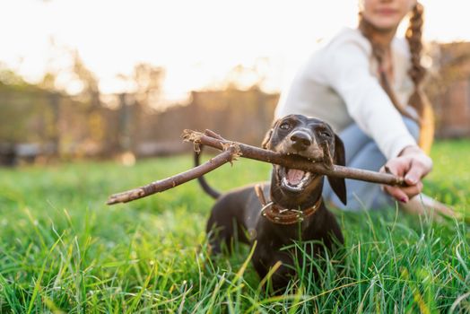 Pet care concept. Funny dachshund playing with her owner in the grass
