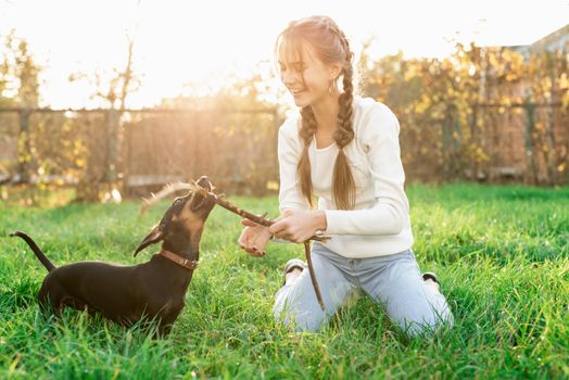 Pet care concept. Funny dachshund playing with her owner in the grass