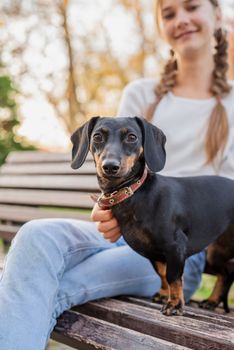 Pet care concept. Dachshund dog standing on the bench with her owner in the park