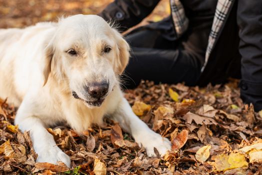 Pet care concept. Happy blond woman playing with her retriever dog in autumn park