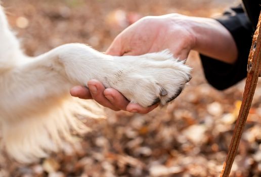 Pet care concept. Woman holdind a paw of her dog