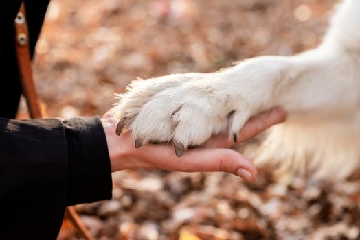 Pet care concept. Woman holdind a paw of her dog