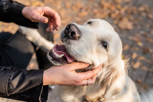 Pet care concept. Blond caucasian woman hugging her golden retriever dog outdoors