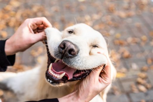 Pet care concept. Funny smiling golden retriever dog in the park