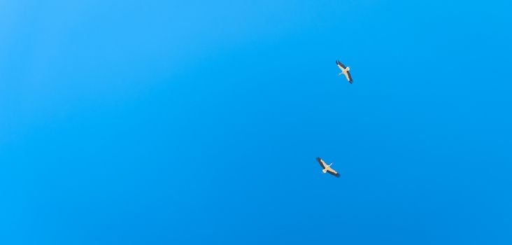 couple of stork flying in the blue sky. banner with copy space.