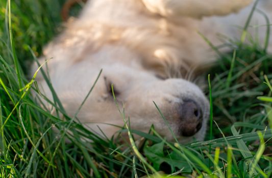 Golden retriever dog laying on the green grass sleeping