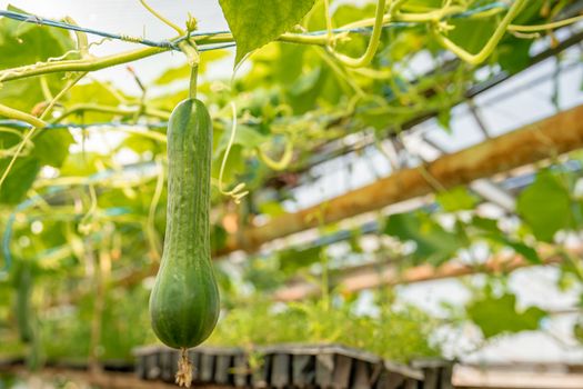 cucumbers growing in a greenhouse, healthy vegetables without pesticide, organic product.