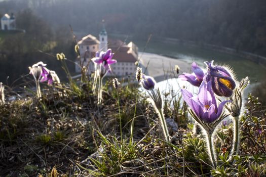 pasque flowers outdoor in spring