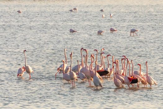 Pink flamingos stretching their long necks in the middle of the Larnaca salt lake, Cyprus