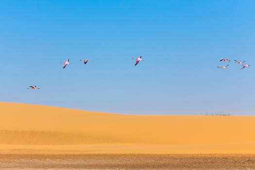 Flying pink flamingos over  the dune in Kalahari Desert, Namibia