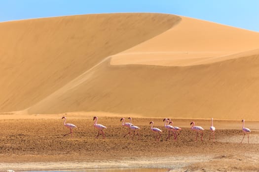 Group of pink flamingo bird marching along the dune in Kalahari Desert, Namibia