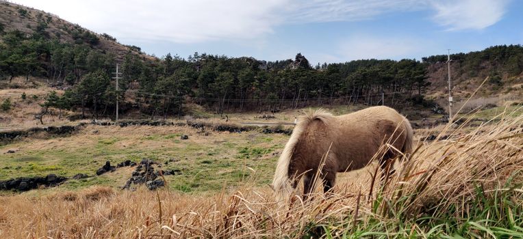 A horse grazing on songaksan mountain with grasses and high ground in the background in Jeju Island, South Korea
