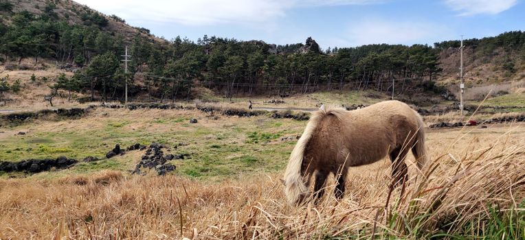 Brown majestic horse grazing in the beautiful fields on songaksan mountain in Jeju Island, South Korea