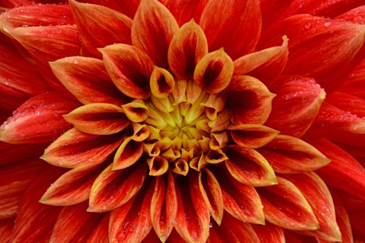 Close up of beautiful orange and yellow dahlia covered in raindrops