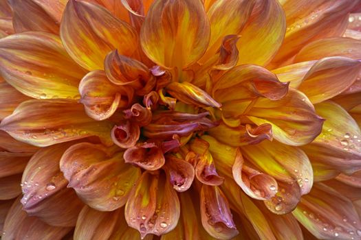 Close up of beautiful pink and yellow dahlia flower