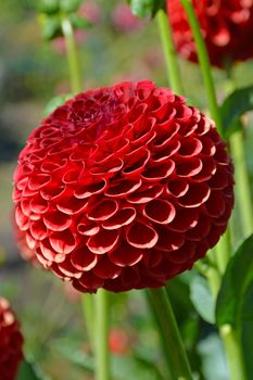 Beautiful red round dahlia flower in perfect bloom