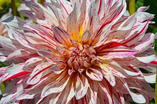 Close up of beautiful pink and white striped dahlia flower