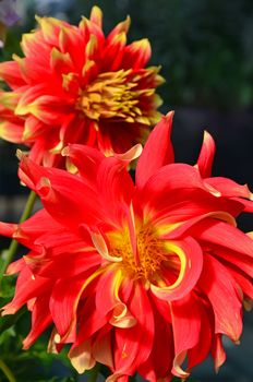 Two beautiful orange and yellow dahlia flowers in full bloom