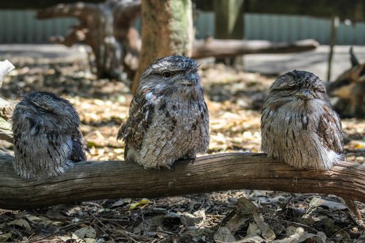 Three australian frogmouth owls sitting on the branch, Sydney Australia
