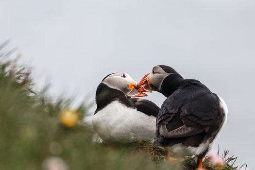 Couple of Icelandic puffins kissing, Latrabjarg cliffs, Westfjords, Iceland