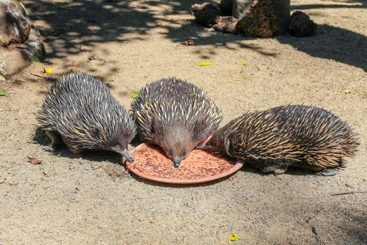 Three echidnas eating from one plate, Sydney, Australia