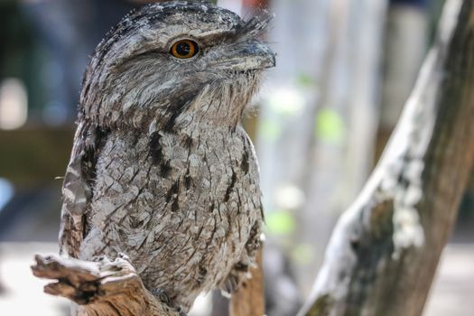 Australian frogmouth nightjar sitting on the branch, Sydney Australia