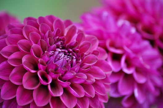 Close up of beautiful purple dahlia flower