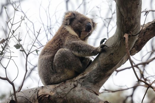 Furry coala bear sleeping on the branch, near Melbourne, Australia