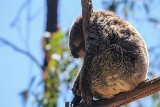 Furry sad koala bear tired from tourists on the branch, Sydney, Australia