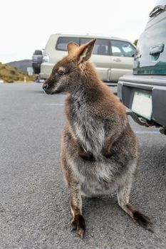 Small wallaby standing on the parking lot, Cradle mountain national park, Tasmania