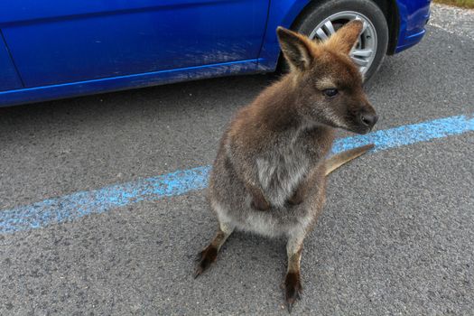 Small wallaby standing on the parking lot, Cradle mountain national park, Tasmania